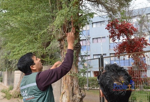 SAG aclara función de “alambres” colgados en árboles en Copiapó y Vallenar  – Profeta FM